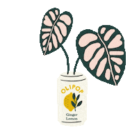 OLIPOP lemon ginger olipop steph angelis Sticker