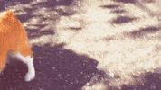 dog doggo zoom corgi extreme close up GIF
