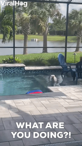 English Bulldog Soaks in Swimming Pool 
