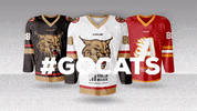 AberdeenLynx go cats aberdeen lynx scottish ice hockey aberdeen ice hockey GIF