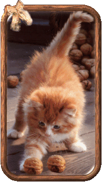 blog gatos GIF