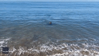 Seal and Dog Play Fetch, Form Friendship on Santa Cruz Beach
