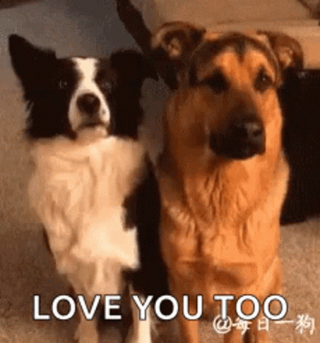 I Love You Too Reaction GIF