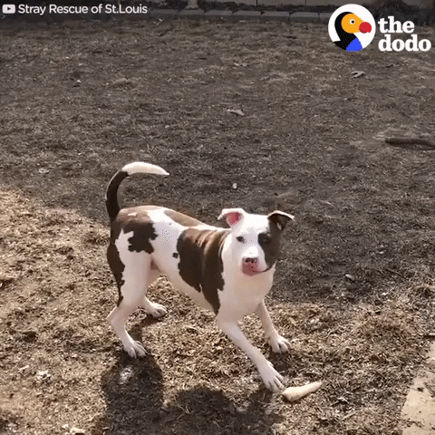dog GIF by The Dodo