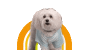 The Goldbergs Dog Sticker by ABC Network