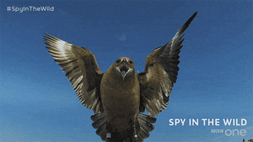 bbc one GIF by BBC