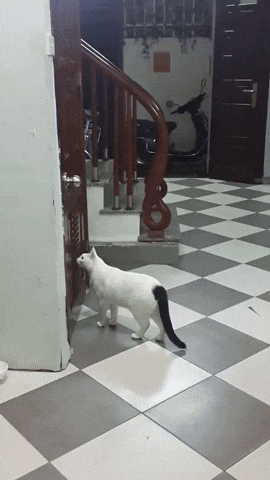 cuteanimalland giphyupload GIF