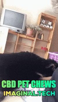 Dog Morning GIF by Imaginal Biotech