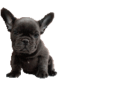 frenchieworld frenchie french bulldog frenchie world Sticker