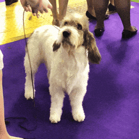 dog GIF by Westminster Kennel Club