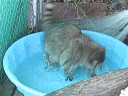 party raccoons GIF
