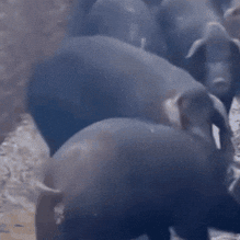 Pig Tease GIF
