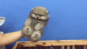 Cute Puppy GIF