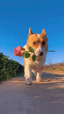 cuteanimalland giphyupload GIF