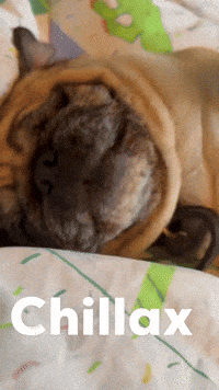 Dog Chill GIF