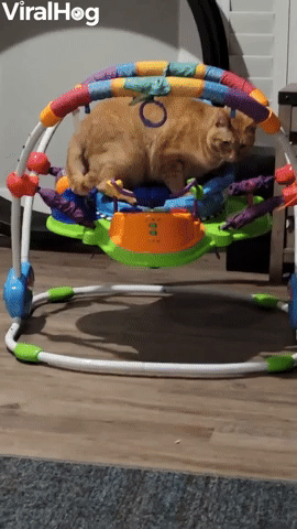 Cat Curls Up in Baby Bouncer