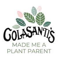 colasantistropicalgardens plant house plant plant parent yqg Sticker