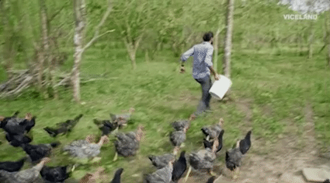 viceland GIF by JUNGLETOWN