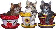 de gatos STICKER