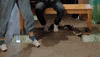 dance dancing GIF