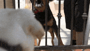 mad dog GIF