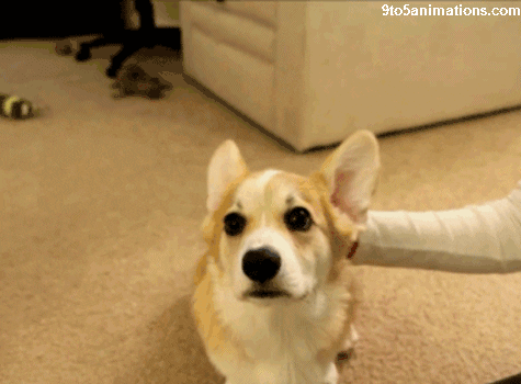 dog GIF
