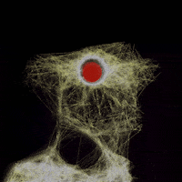 LineApeClub obscure line ape club obscure prints line apes GIF