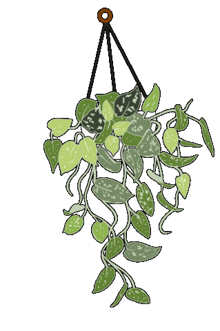 Theplantdoctors giphyupload plant leaf hanging plant Sticker