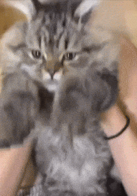 Cat Wishing GIF