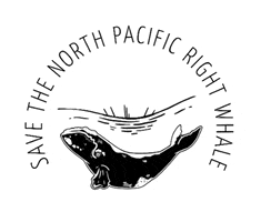 nprightwhale whale conservation whales non profit GIF