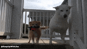 happy shiba inu GIF by KeepUpWithJaz