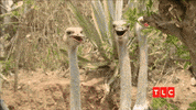 90 Day Fiance Zoo GIF by TLC