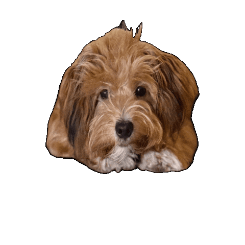 Cdhund Sticker by creativedepot
