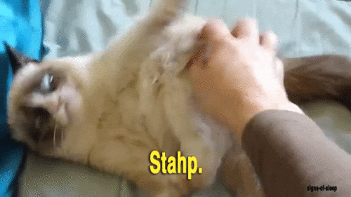 cats today GIF