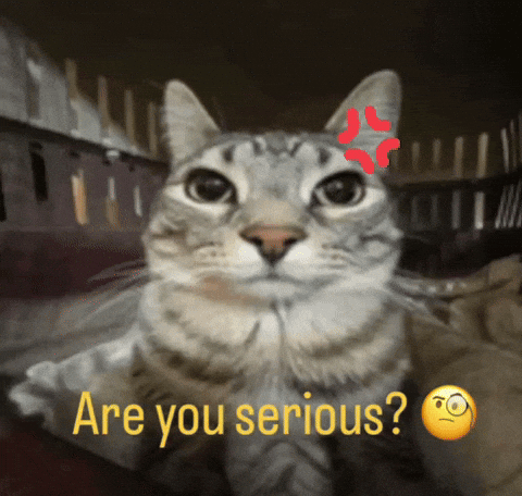 Are You Serious Tabby Cat GIF