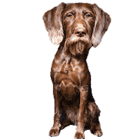 helgaaamanufaktur happy dog no bad Sticker