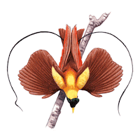 Bird Cenderawasih Sticker by econusa