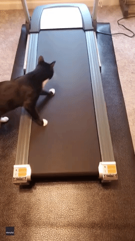 Confused Cat Doesn't Quite Understand Concept of Treadmill