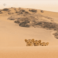 Look Out Pbs Nature GIF by Nature on PBS