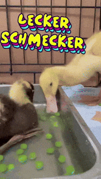 Lunch Essen GIF