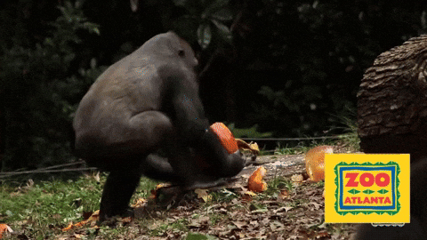 Trick Or Treat Halloween GIF by ZooATL