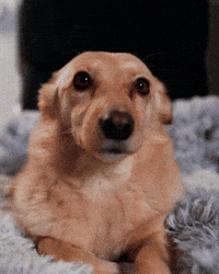 Cute Dog Hello GIF