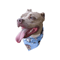 Happy Feliz Sticker by Geekster Pets