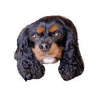 Dogs Sticker