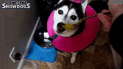 Siberian Husky No GIF by Gone to the Snow Dogs