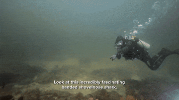 Shovelnose Shark