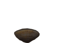 shell GIF
