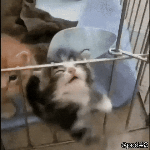 Cat Kitty GIF