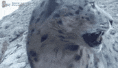 SnowLeopardConservancy snow wildlife boop leopard GIF