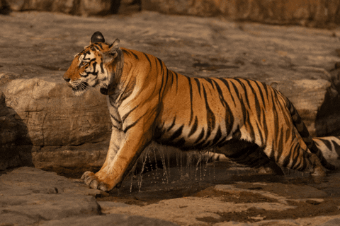 sudhirshivaram giphygifmaker animals tiger wild GIF
